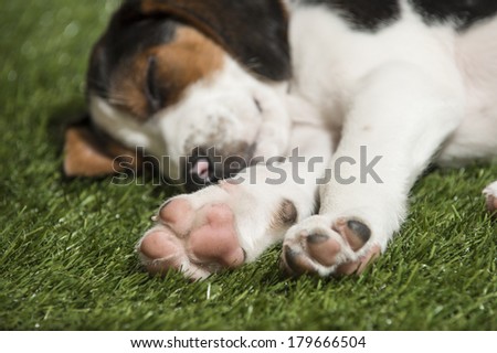 A hound mix puppy dog lies in the grass, focus is on paws (spring time nap)