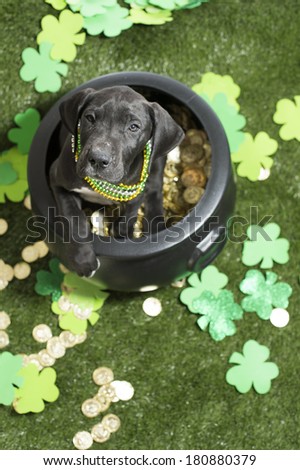 An eight-week old Great Dane puppy dog looks up from inside a pot of gold; St. Patrick\'s Day, Irish, surrounded by lush grass and green clovers