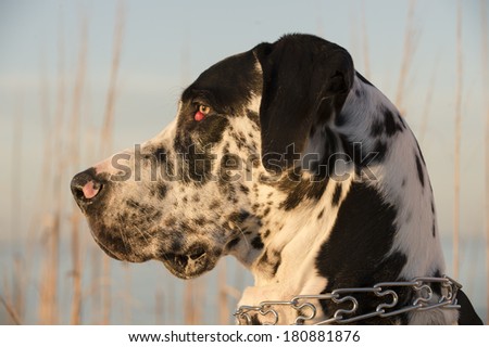 A black and white Great Dane dog on the beach in golden late-day sun; visible signs of cherry eye condition