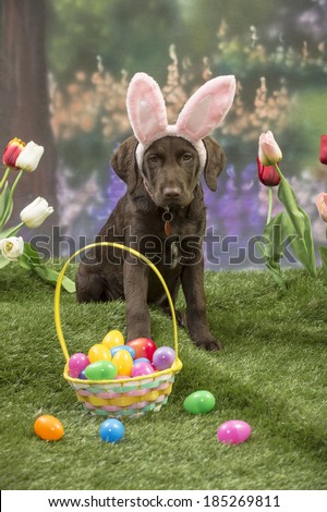 A Chesapeake Bay Retriever puppy wears bunny ears in an Easter scene with an Easter basket filled with colorful eggs