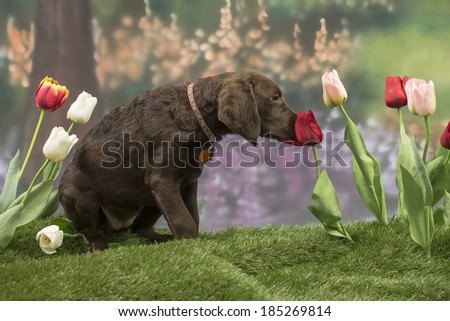 A Chesapeake Bay Retriever puppy smells a red tulip in a spring garden scene