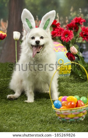 An Eskimo spitz dog wearing bunny ears smiles in front of a basket of colorful Easter eggs