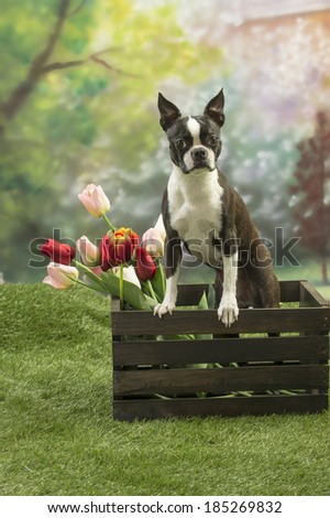 Boston terrier dog in a wooden flower crate filled with colorful tulips