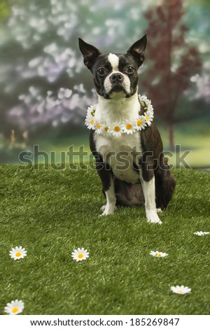 A Boston terrier dog wears a collar of daisies