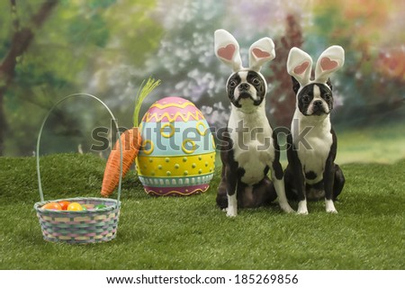 Two Boston terrier dogs wearing bunny ears sit near an Easter Basket and other things in a colorful spring garden scene