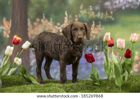 A Chesapeake Bay Retriever puppy with tulips in a spring garden scene