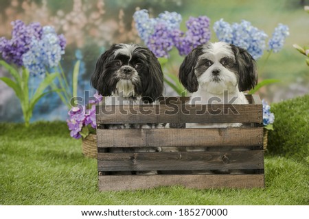 Two shih tzu dogs in a wooden flower crate in a spring garden scene
