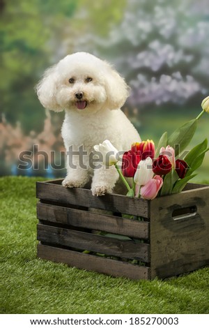 A bichon frise dog stands in a wooden crate filled with cut tulips in a spring garden scene