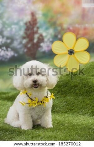 A bichon frise dog sits in the spring grass wearing a collar of yellow forsythia flowers and a yellow pinwheel is visible in the hills behind