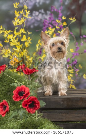 A yorkshire terrier (yorkie) dog sits in a colorful spring garden scene