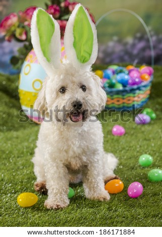 A fluffy white dog wears bunny ears and sits in front of an Easter basket and colorful eggs