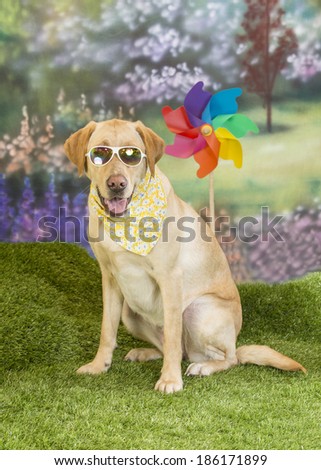 A yellow labrador dog wears sunglasses and sits in front of a pinwheel in a spring garden scene