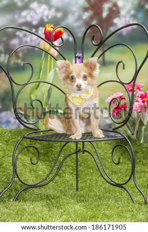 A long-haired chihuahua dog sits on a butterfly-shaped bench in a spring garden scene