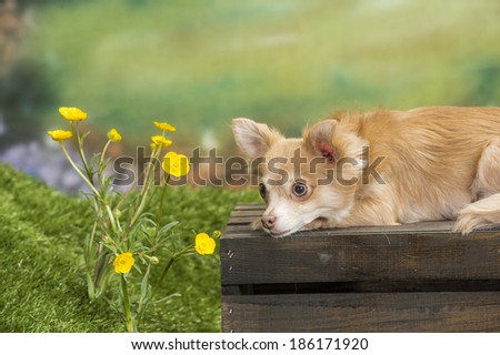 A long-haired chihuahua dog has a sad expression as he lies on a wooden crate surrounded by buttercups