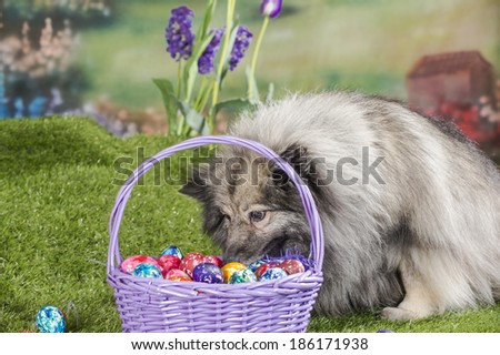 A mutt dog sinks her nose into a purple basket of colorful Easter eggs