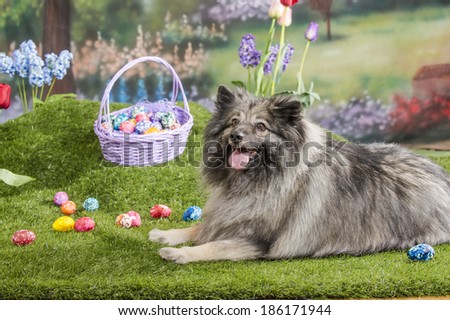 A mutt dog lies in the grass in an Easter scene, surrounded by Easter eggs and basket