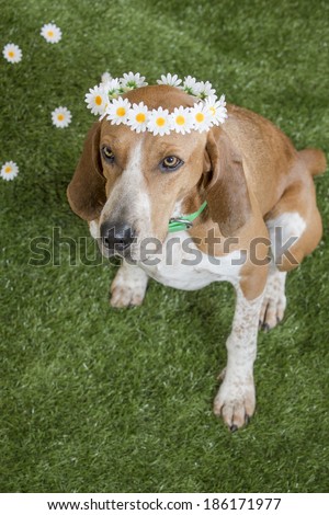 A red tick coon hound wears a crown of white daisies