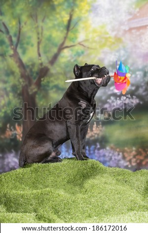 An italian mastiff dog holds a colorful pinwheel in a spring garden scene