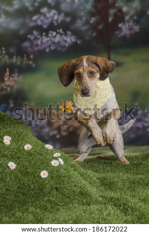 A red tick coon hound pounces on a fluttering butterfly in a spring garden scene