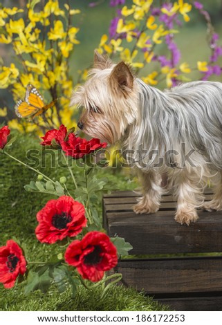 A yorkshire terrier (yorkie) dog sniffs a flower in a spring garden scene