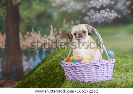 A shih tzu dog sits in a purple Easter basket filled with colorful Easter eggs
