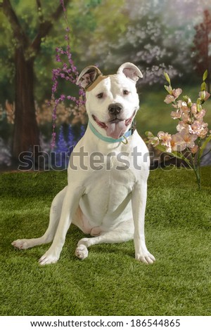 A female American Staffordshire Terrier (Am Staff; pit bull) dog sits on her haunches with a happy smile on her face in a spring garden scene
