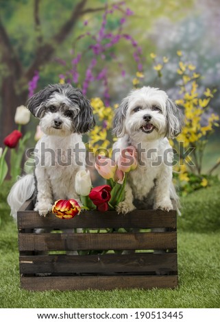 Two small dogs stand in a wooden crate with cut Tulips inside; spring garden scene