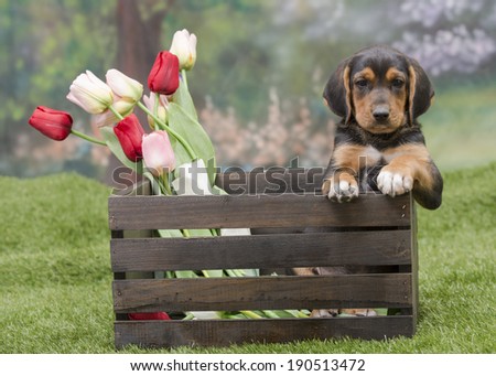 A black and tan mutt puppy dog in a wooden crate that\'s filled with cut tulips in a spring garden scene