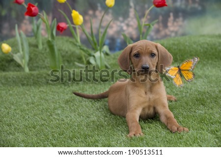 A light brown mutt puppy dog interacts with a butterfly in a spring garden scene