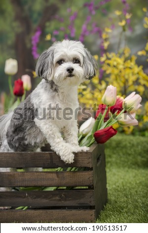 A small dog sits and stands in a wooden crate with cut Tulips inside; spring garden scene