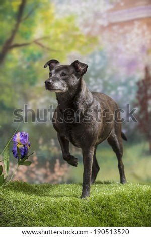A black mutt dog stands at attention in a spring garden scene