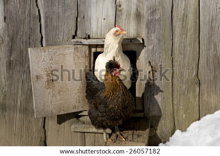 Two white and brown hens with peasant rustic hen house.