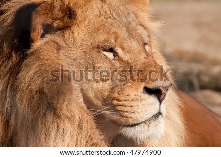 Lion, king of the animals sleep in the sun.
