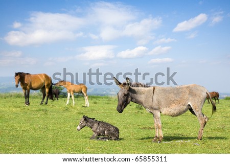 New life animals donkey. In the background you can see horses.