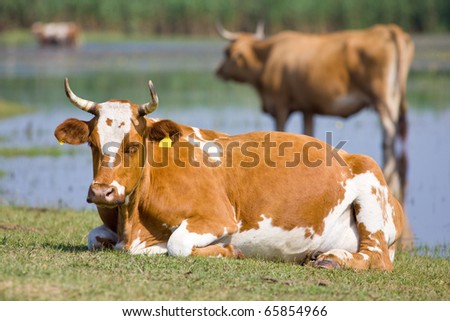 A beautiful cow lying on the shore of the lake. Beautiful scenery in the morning sun.