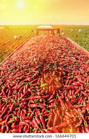 Highland field of red chillies .Tractor trailer loaded with peppers and unrecognizable people in the background.