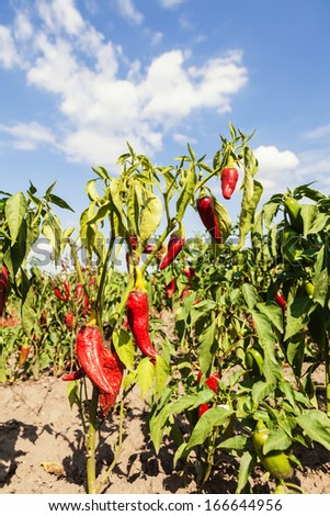 Highland field of red chillies
