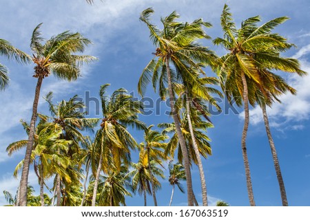 Coconut Palm trees,low angle view,Maldives Islands