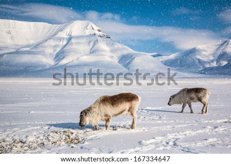 Two rein deers on the wintry landscape, Arctic North Pole, Svalbard.