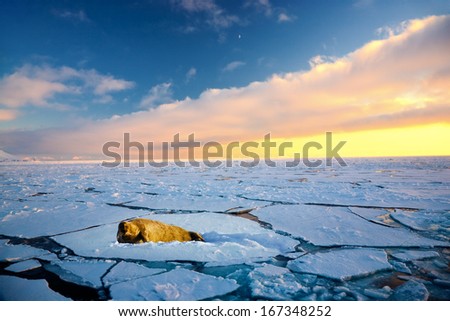 Walrus lying on the pick of ice, North pole