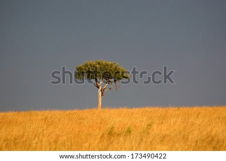 African landscape with Acacia tree,Tanzania, sunset light before a storm.