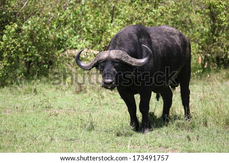 African Buffalo on grass area ,sunset light,shallow doff