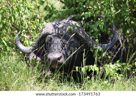 African Buffalo on grass area ,sunset light,shallow doff