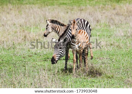 Three African Zebras on the grass area, cloudy day.