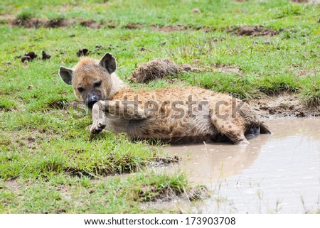 Hyena sleeps in a water.shallow doff