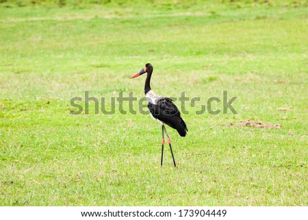 Saddle billed Stork on grass area ,cloudy day,shallow doff