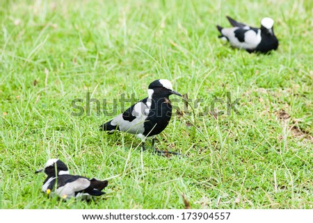 Group of birds on grass area ,cloudy day,shallow doff