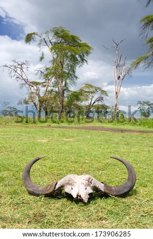 Buffalo skull on grass area in Africa,cloudy day