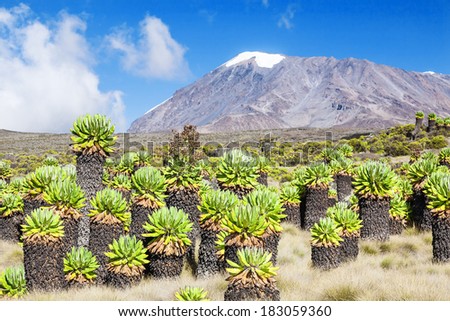Mt. Kilimanjaro, with 5.895 m Uhuru Peak African highest mountain as well as worlds highest free-standing mountain. One of World`s Largest Volcanoes.