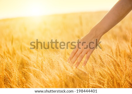 Female hand touching a golden wheat ear in the wheat field, sunset light, flare light.Unrecognizable person, copy space